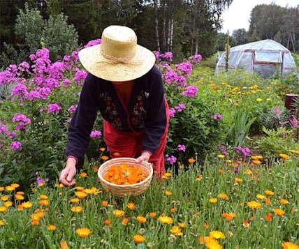 Self-Sufficient Backyard